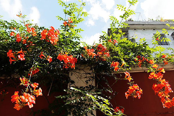 ������ʢ��������