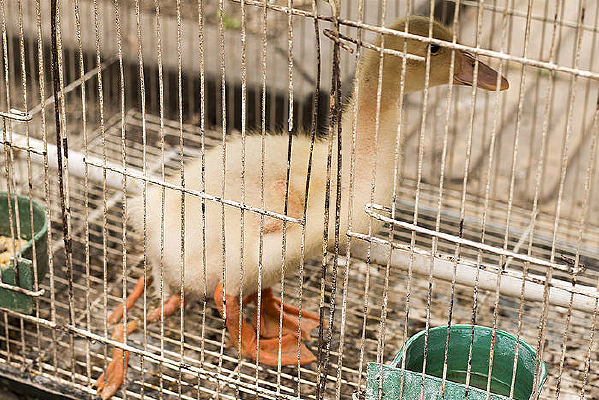 ��ֻ�ŵ�СѼ