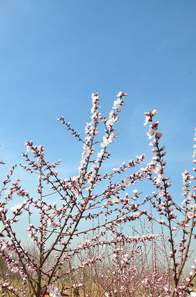 落在桃树花花朵上的两只蜜蜂