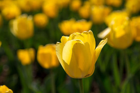 ��ɫ������