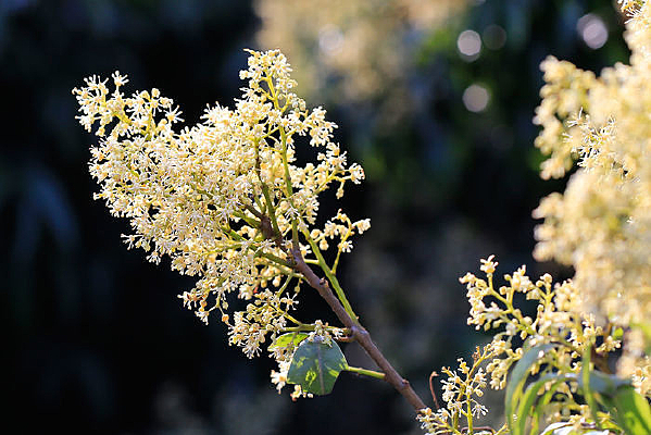 ��֦����