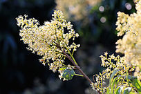 ��֦����