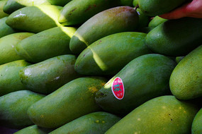 ��ɫ��â��