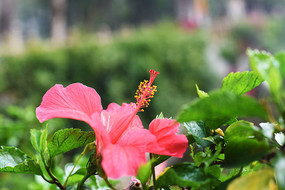 ��欵ĳ���컨