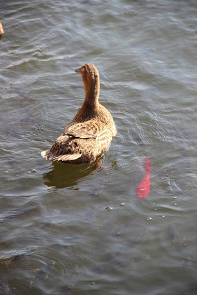 Ѽ�������