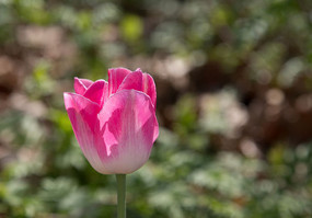 һ���ɫ������