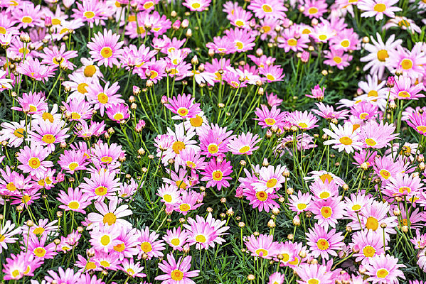 ��Ƭ����������