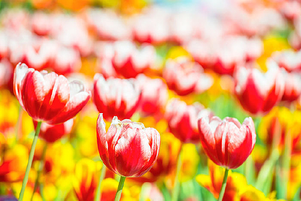 ֲ�����������