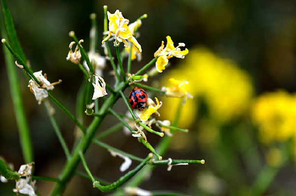 ����ư��