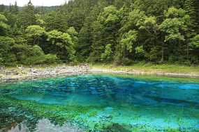 ������ʳ�����