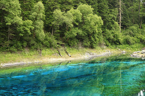 ������ʳ�����