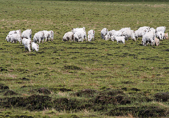 ��ԭ�ϵ���Ⱥ