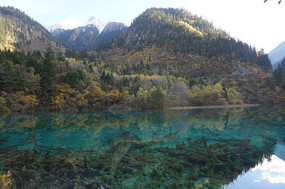 �����廨���羰