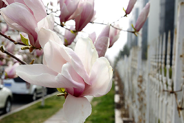 ��ɫ������