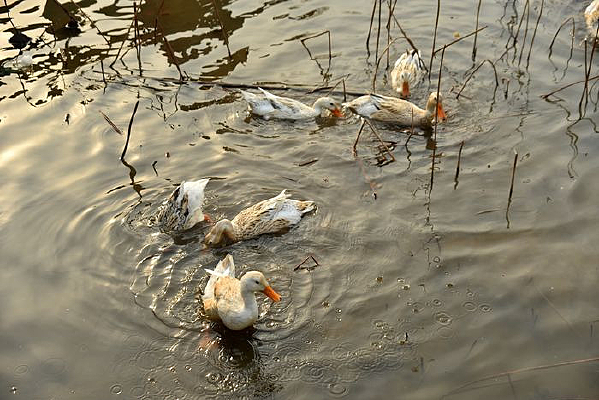 ��԰�����ϵ�Ѽ��