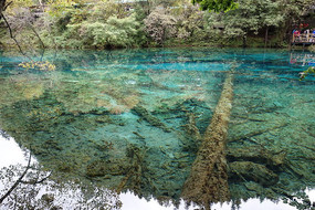 �����廨���羰