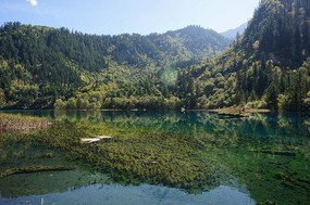 �����廨������