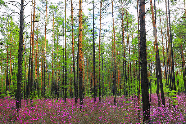 �黨ʢ��������