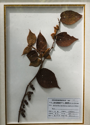 ��Ҷ⨺��ұ걾