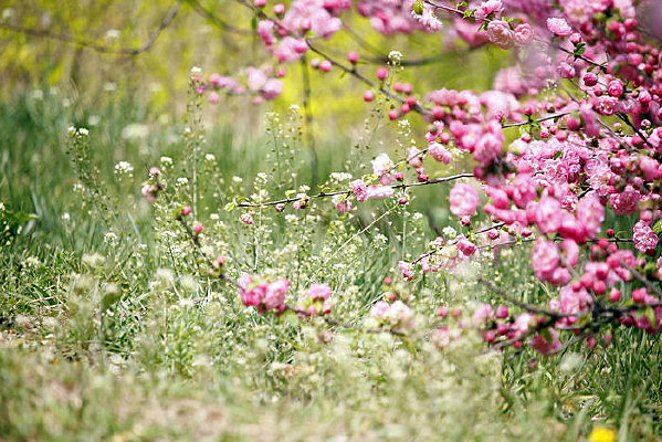 �̲ݵ��ϵķ�ӣ��