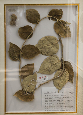 ë��⨺��ұ걾