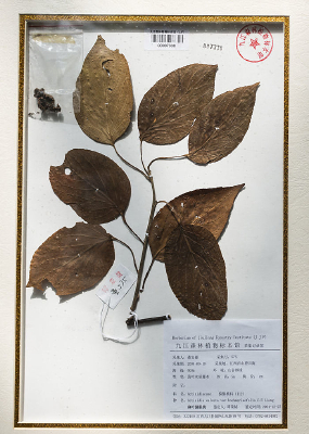 ��Ҷ⨺��ұ걾