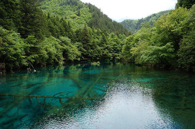 �����廨������