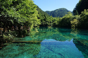 �����廨������