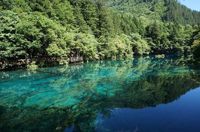 �����廨������