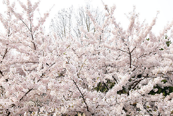 ŭ�ŵ�ӣ����