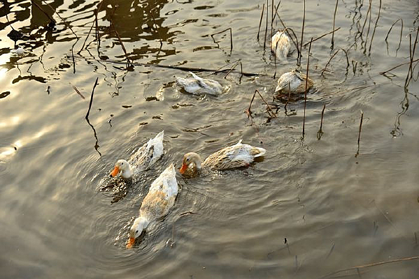 ˮ���ζ���Ѽ��