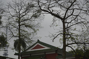 ��ľ������