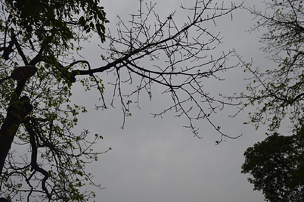 ����ʱ����ľ֦��