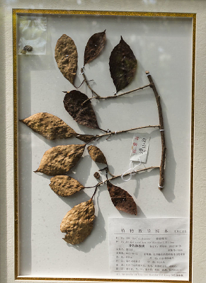 ��ɫ⨺��ұ걾