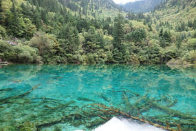 �����廨������