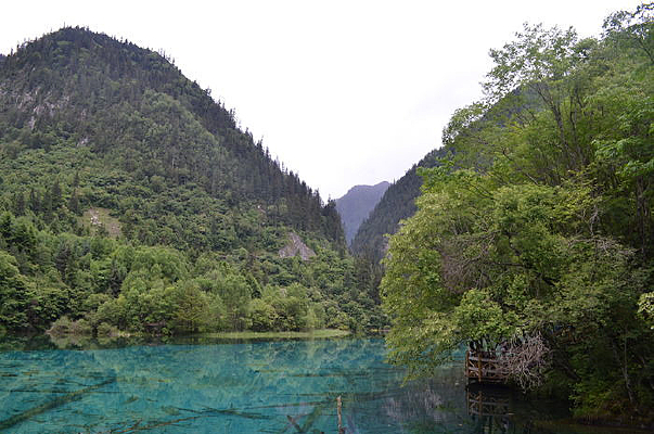 �����廨������