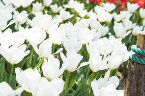 ��ɫ�漣������