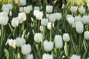 ��ɫ�漣�����㻨��