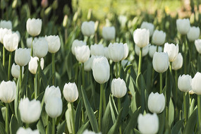 ��ɫ�漣�����㻨��