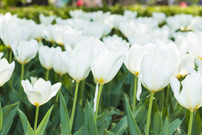 ��ɫ�漣�����㻨��