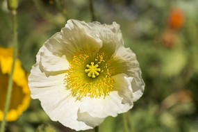 ��ɫ������