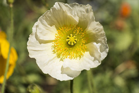 ��ɫ�����˻���