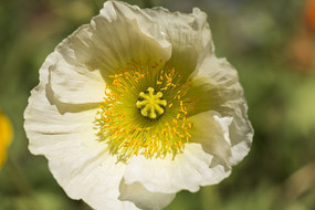 ��ɫ�������ʻ�