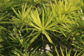 ���̵�Ҷ��