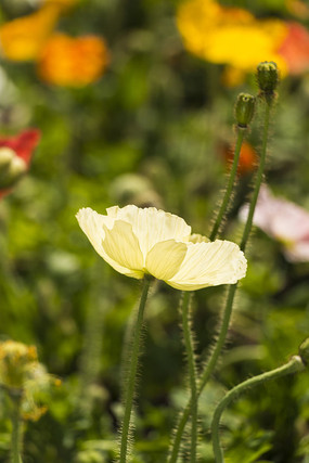 ����ɫ�����˻���