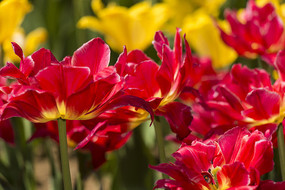 �����������㻨��