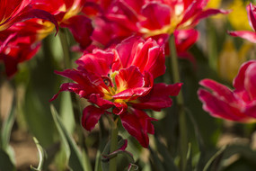 �����������㻨��