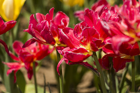 �����������㻨��