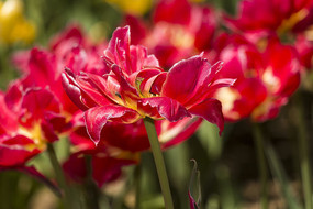 �������������ʻ�