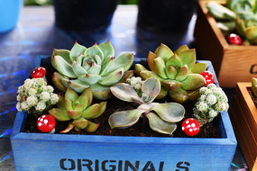 ���������ľ��